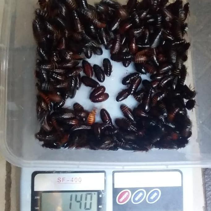 Kecoa batu Kecoa Tanah Terkelak Menje Coro Ceremende