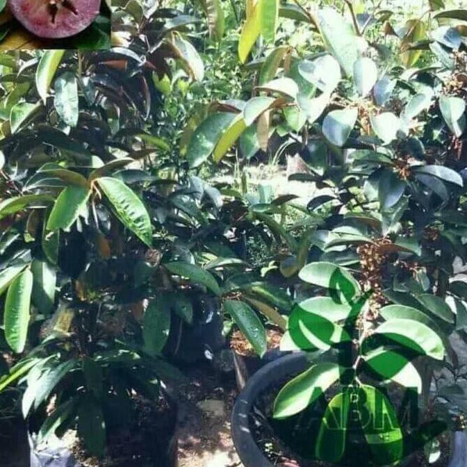 Bibit Buah Kenitu Ungu Kw Super *_$