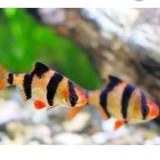 ikan sumatra Tiger barb
