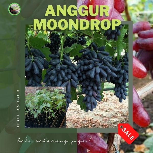 Bibit Anggur Moondrop Grafting, Pohon Anggur Import Moondrop, Bibit Anggur Moondrop Cepat Buah