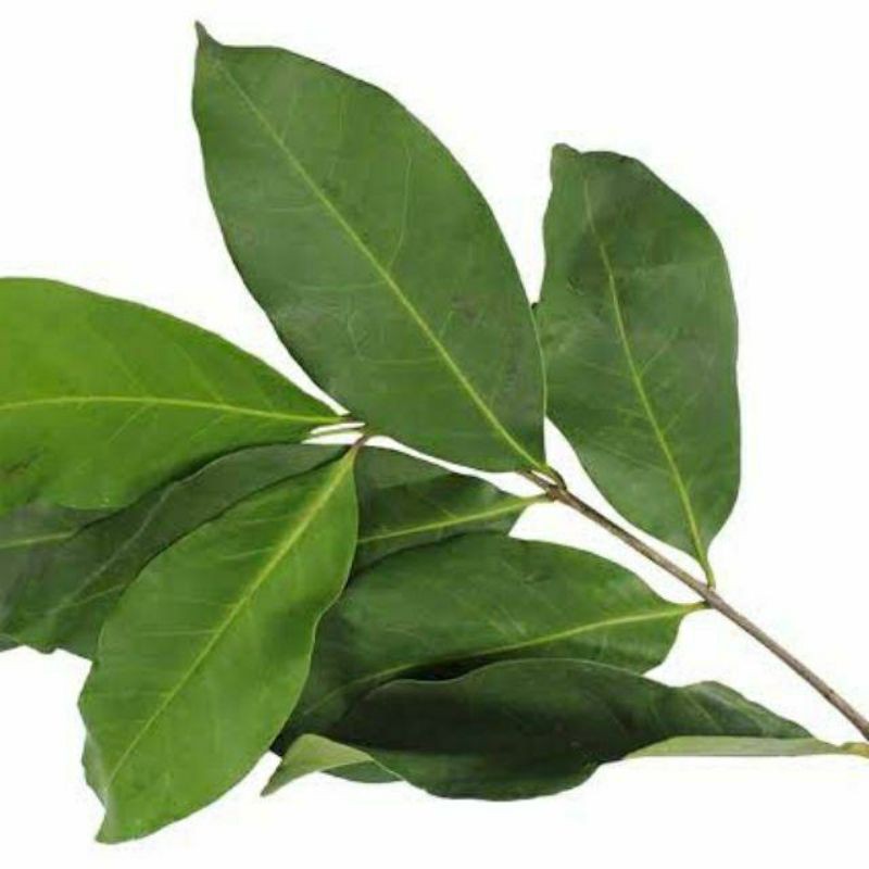 

Daun Salam