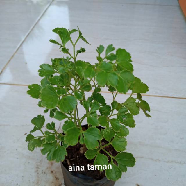 POHON ANDONG LAUT HIJAU-bibit tanaman andong laut hijau