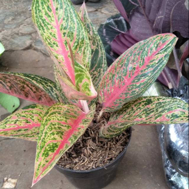 Pohon aglonema legaci