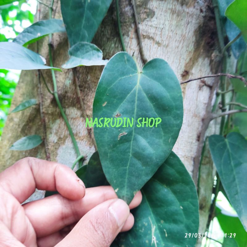 BIBIT LADA LIAR / BIBIT (STEK) LADA LIAR / PIPER BORBONENSE / BUKAN LADA HITAM / BUKAN LADA PERDU /