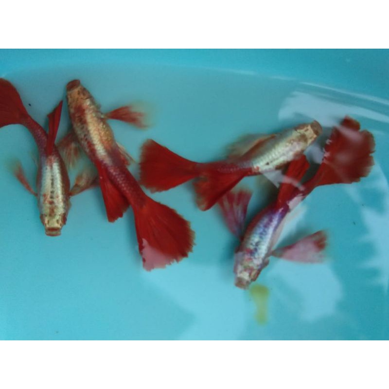 Albino Platinum redtail dumbo red ear