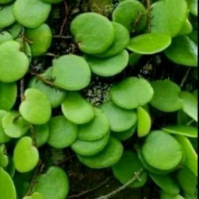 

Sisik naga segar(1kg)