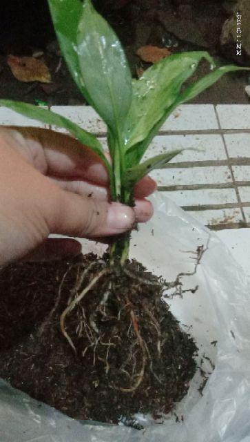 Peace Lily Sepatu Filum Sepatu Pilum Varigata Murah