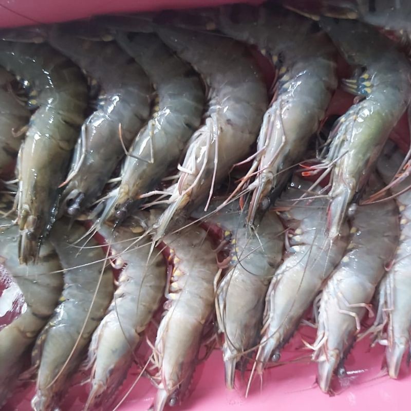 

Udang pancet besar