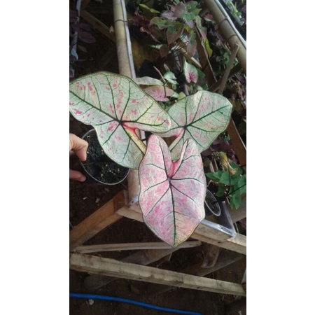 tanaman caladium hybrid