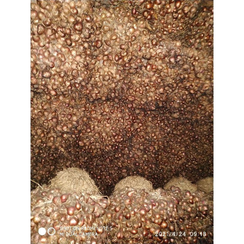 Bibit Bawang merah Unggul  BIRU BATU 1kg(siap tumbuh) ada harga ada kualitas