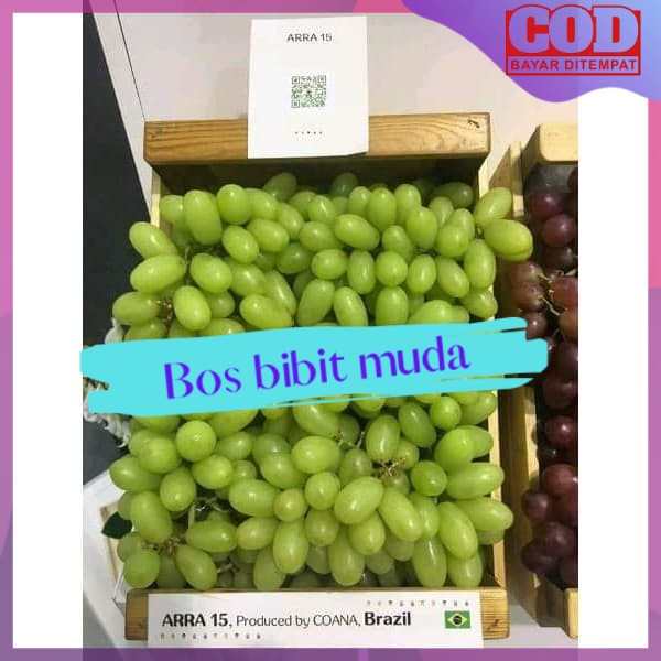 Bibit anggur Import Arra 15