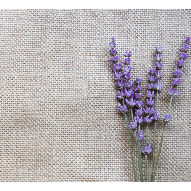 sheilaneiruzpasaribu