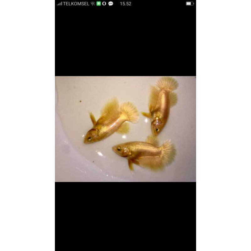 IKAN CUPANG SUPER GOLD mas 24 karat