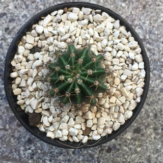 Kaktus ownroot POT  lucu  tanaman  hias bisa pilih indukan 