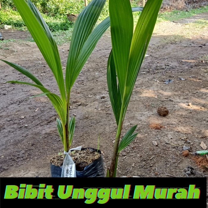 Bibit Kelapa kopyor genjah