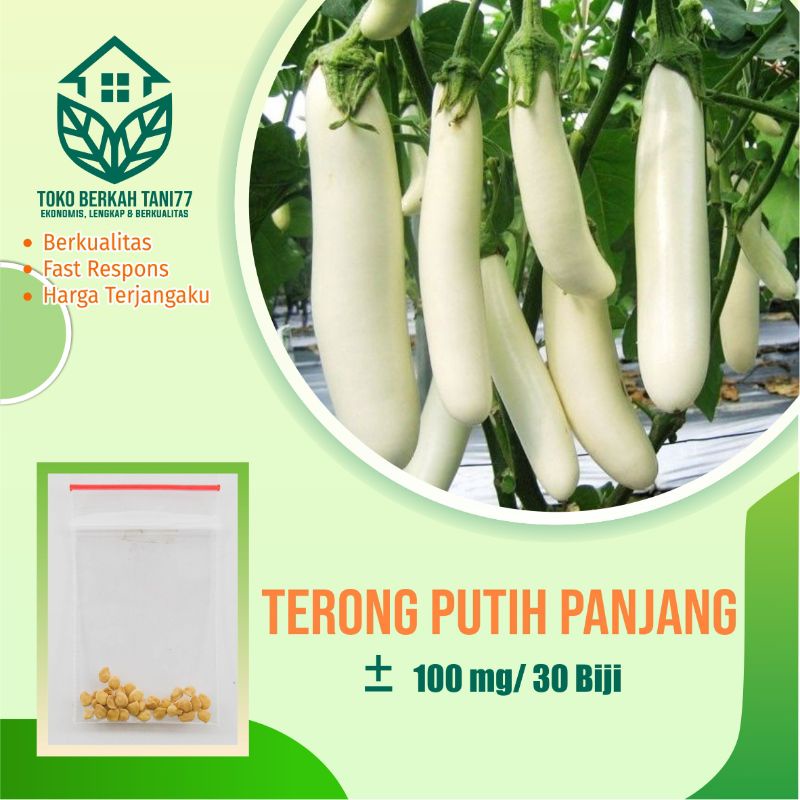 BENIH SAYURAN UNGGUL TERLENGKAP TERJANGKAU BIBIT KUBIS TOMAT SAWI TERONG CABE BUNCIS BAYAM KANGKUNG-Terong putih panjang