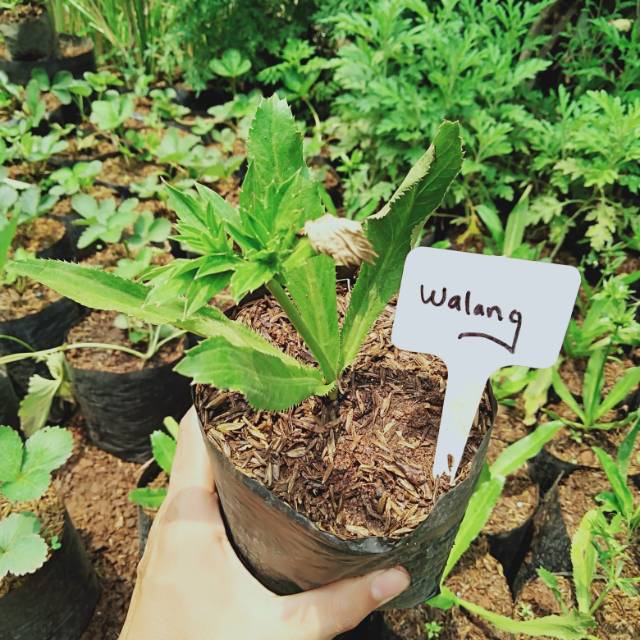 Herbal.... Walang sangit