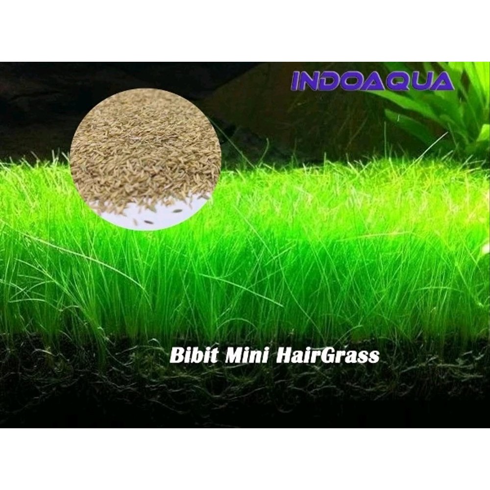 Laris Benih Tanaman Aquascape Hairgrass Mini Bibit Carpet Seed