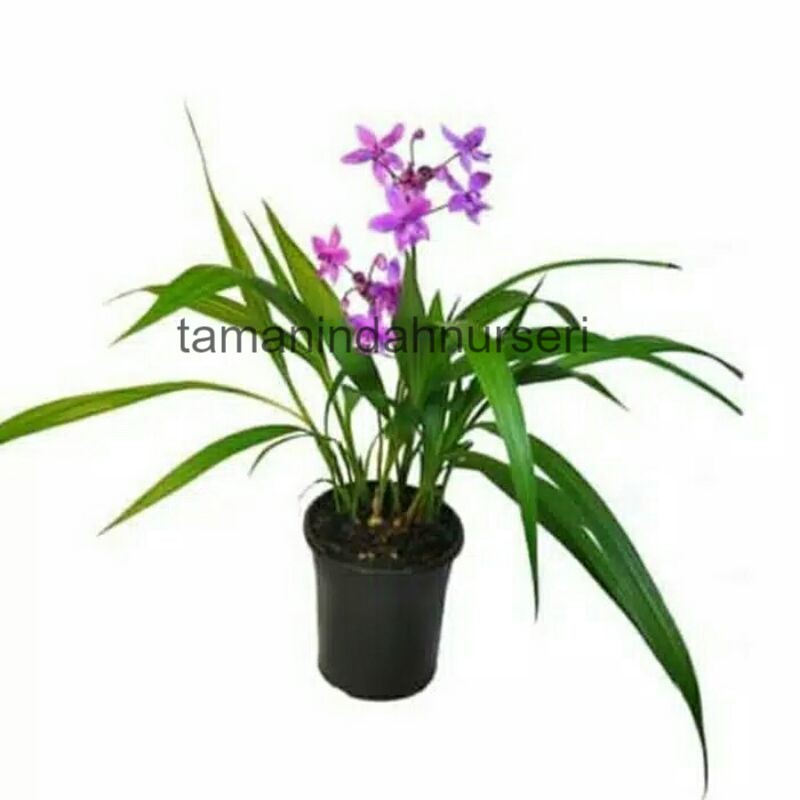 jual Tanaman hias anggrek - anggrek tanah - bibit anggrek - tanaman hias