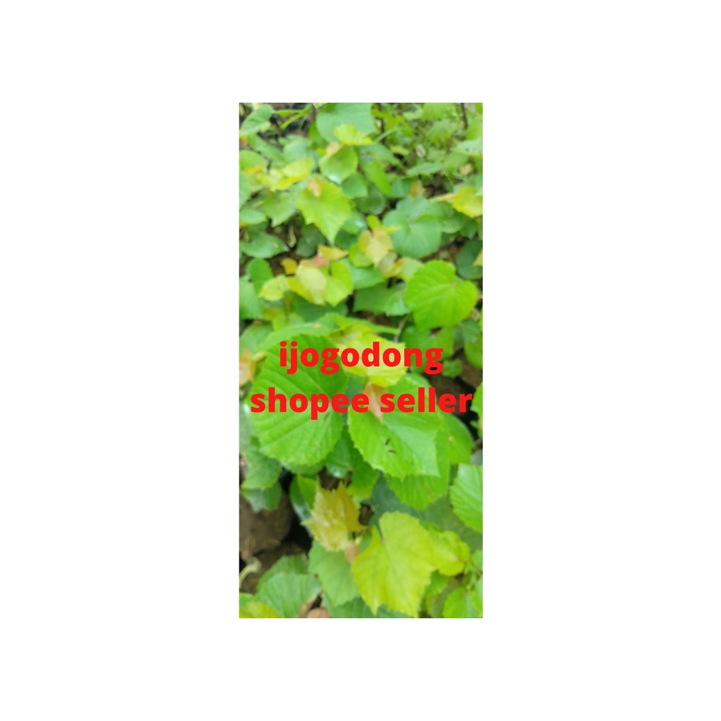 Bibit tanaman anggur rootstock import 34 EM