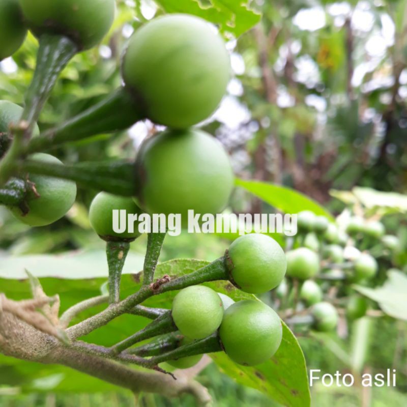 1 kg Tekokak/Takokak/Cepokak/Rimbang/Terung pipit Segar