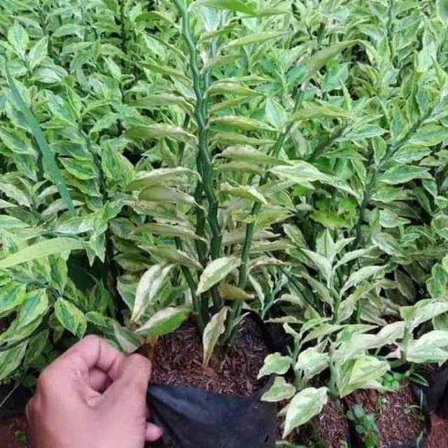 Tanaman hias zigzag plant patah tulang variegata
