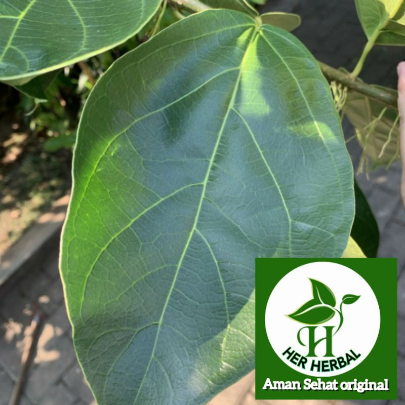 

Daun cincau hijau segar 1kg fresh petik