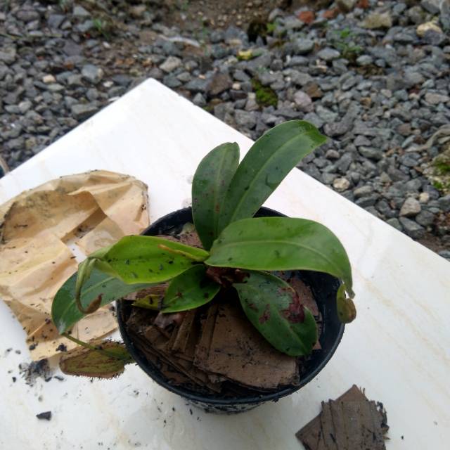 fahmiseptiannurjaman