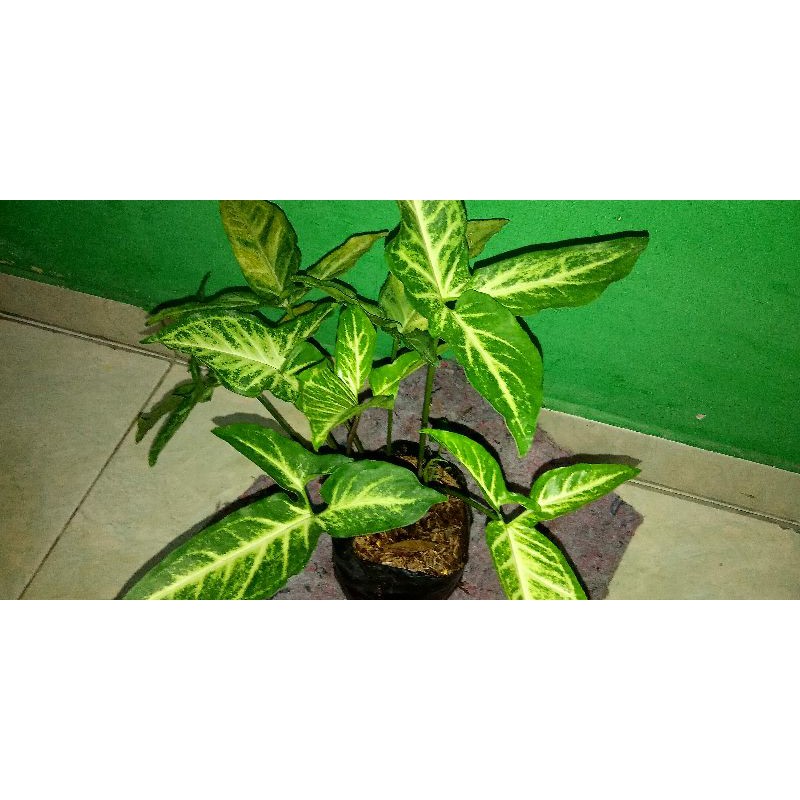 Pohon Keladi Jenis Caladium