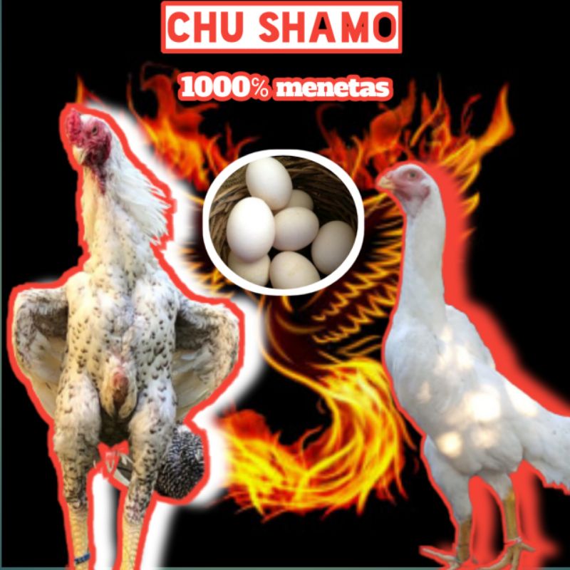 telur ayam bangkok chu shamo original