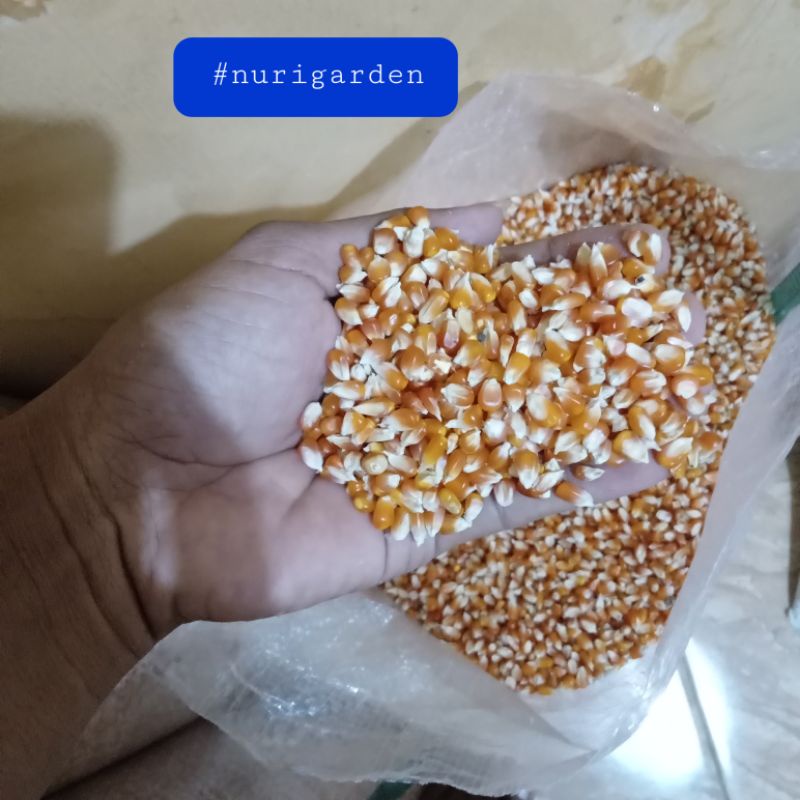 jagung pipil kristal 25kg