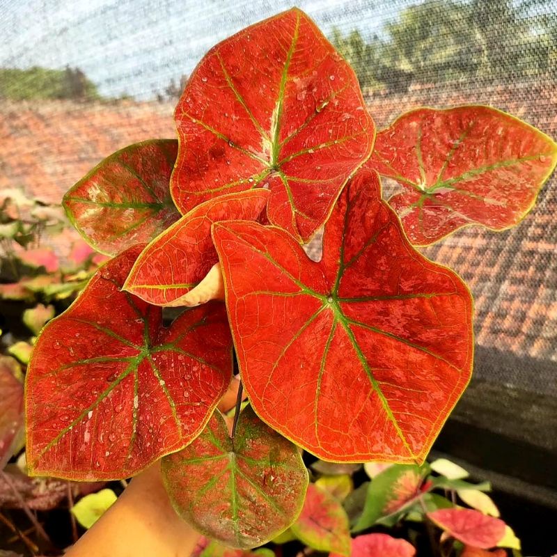 Caladium festivia / red arini/ keladi hias / bunga keladi / tanaman keladi hidup / tanaman hias kela
