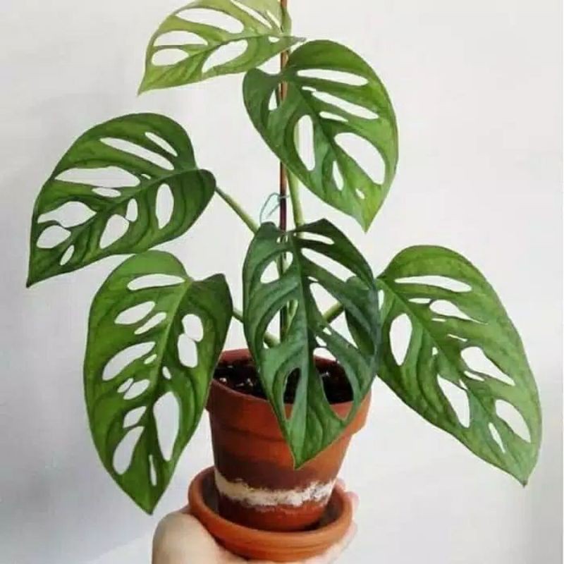 Monstera Adansonii Variegata Janda Bolong Varigata Murah (BISA COD) Monstera Janda Bolong Andansoni 
