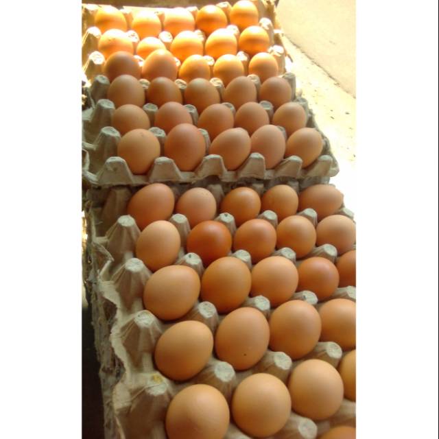 

Telor lokal coklat fress berkwalitas