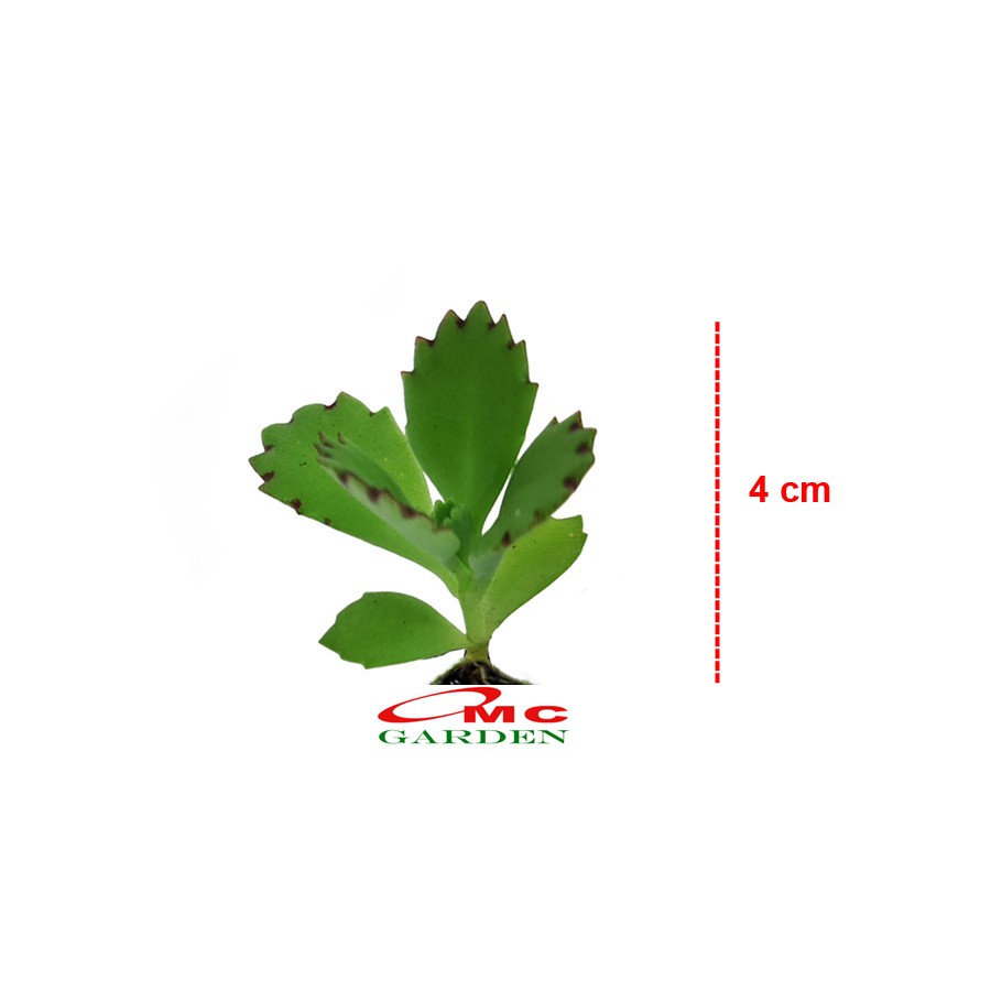 Cocor Bebek Sukulen Sekulen Bryophyllum Pinnatum Tanaman Hias Bibit 04