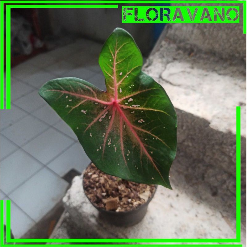 Tanaman Caladium Pink Flash Keladi Ping Flash Shopee Indonesia