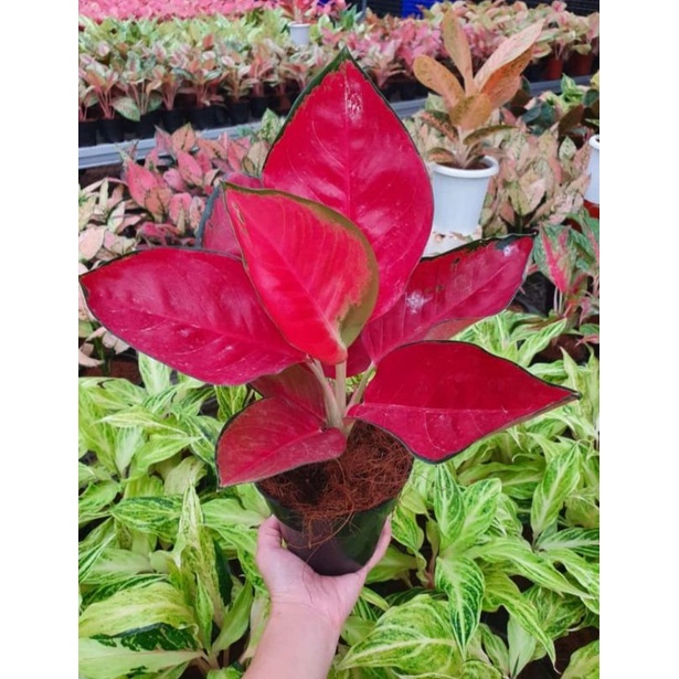 AGLONEMA SUKSOM JUMBO