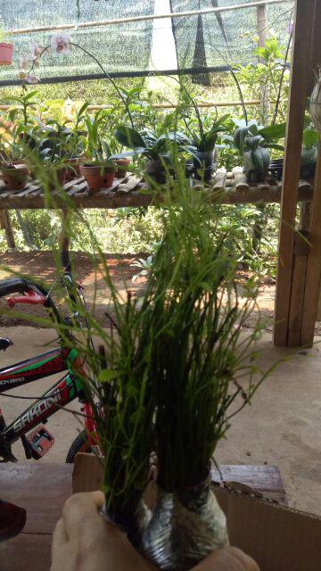 Tanaman Air Mancur / Russelia Equisetiformis