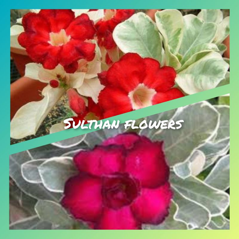 ADENIUM DAUN VARIGATA/BUNGA MERAH/TUMPUK/GRAFITING