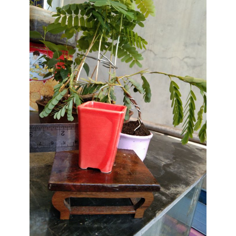 Pot keramik bonsai mini