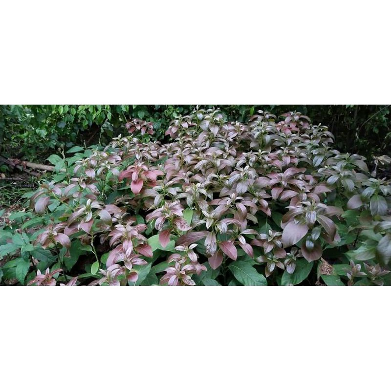 bibit alpukat red Vietnam super