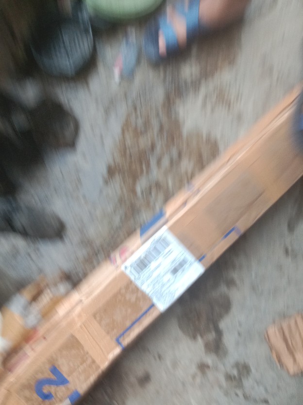 Bibit Durian Montong