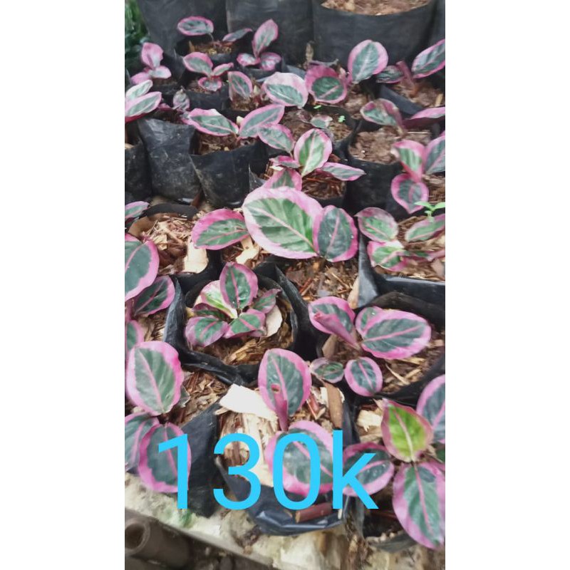 calathea pink sintia cantik