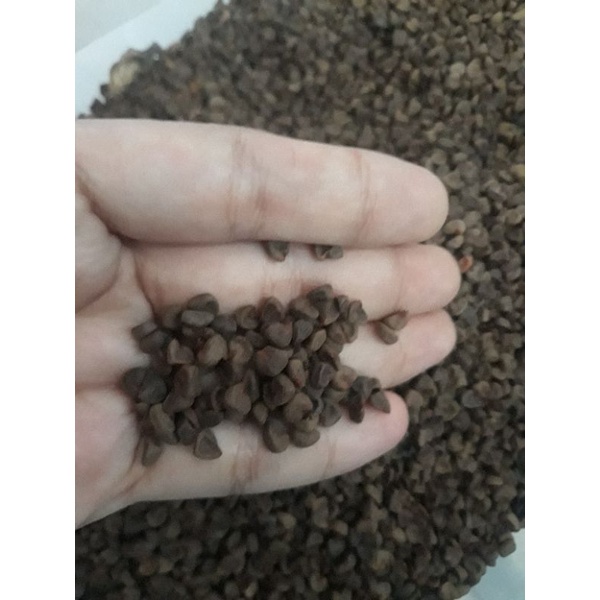 benih bibit biji rosella ungu - bunga rosela herb