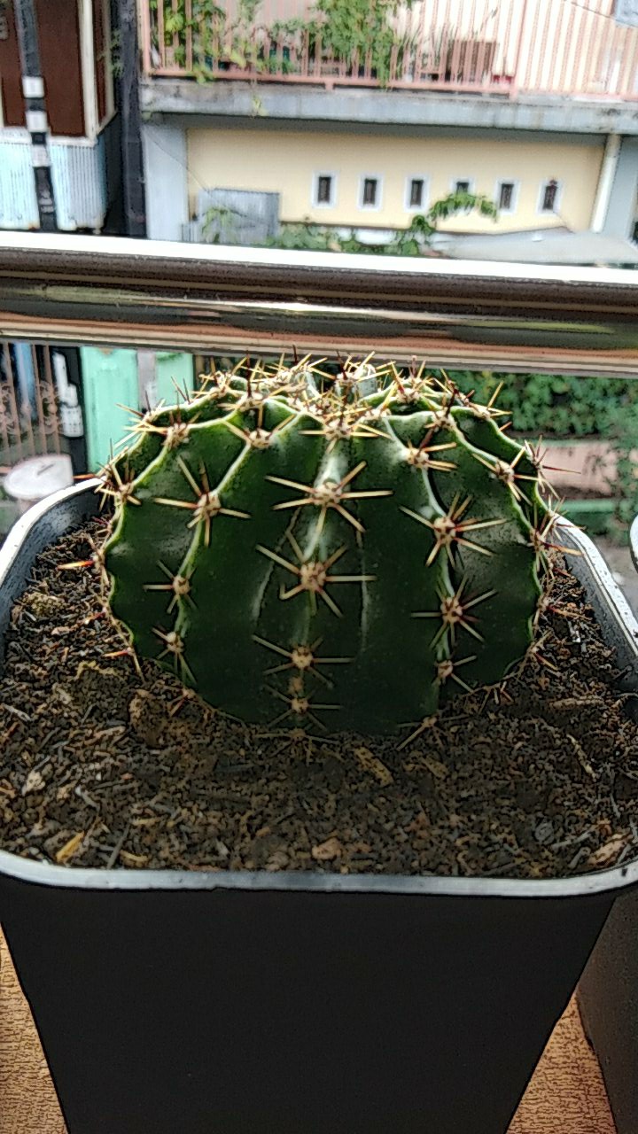 Kaktus Echinopsis Ownroot + Pot