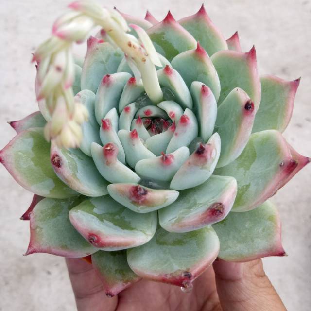 Kaktus sukulen Echeveria chihuahuaensis