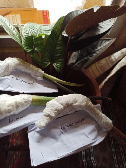 Bonggolan Alocasia Rigina