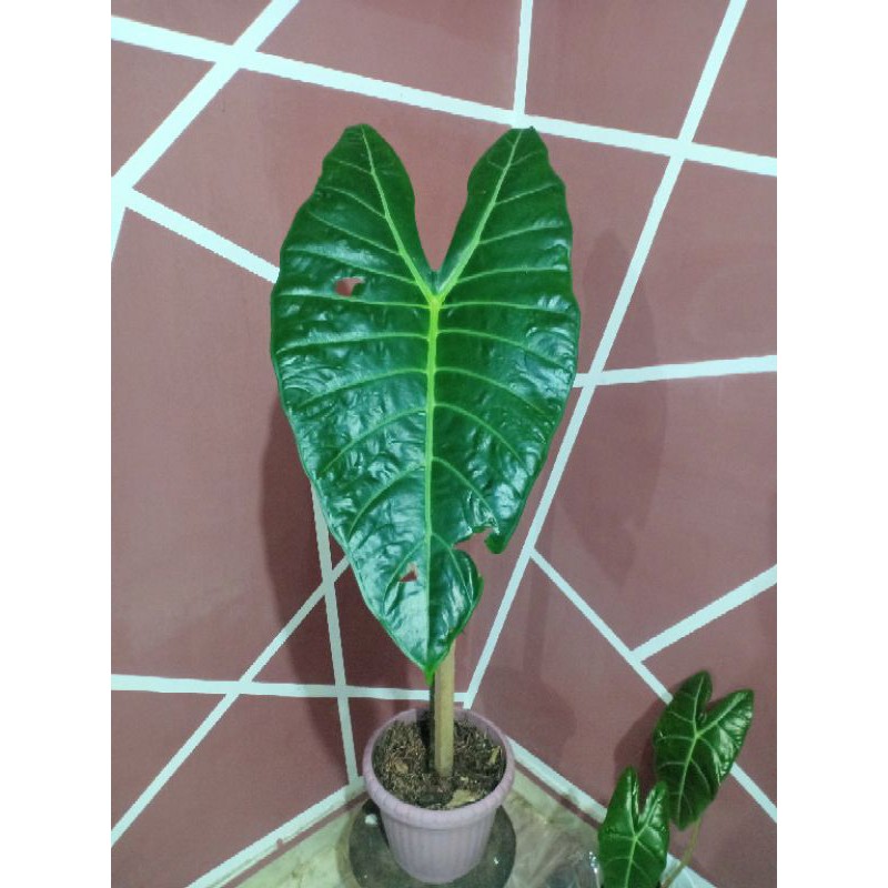 keladi kuping jerapah / Alocasia lowii besar