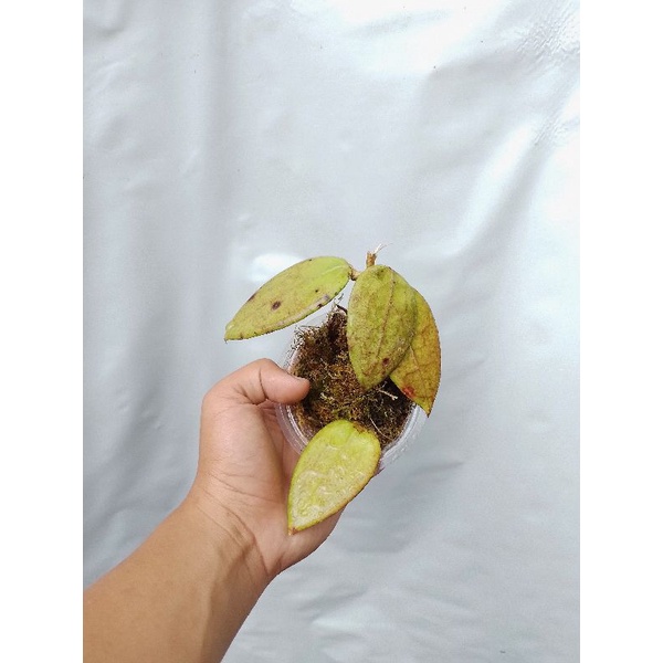 hoya red verticillata sp gunung kidul