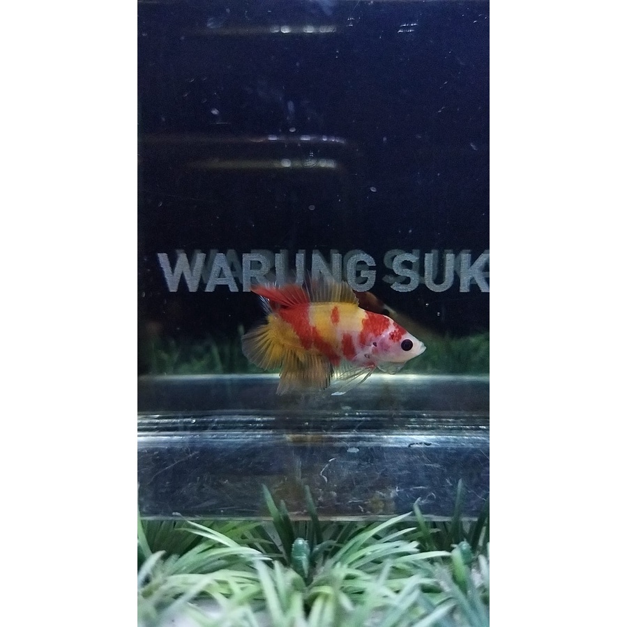 CUPANG PLAKAT DOUBLETAIL/DTPK/PKDT MULTI LINE YELLOW BASE 100%REALPICT (88DTYB1)